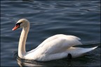 Cigno Cigno