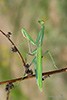 Mantis... in lux! Mantis... in lux!