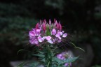Fiore Fiore