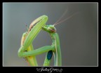 pulizie pulizie