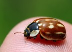 Strana coccinella....