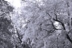 Alberi Alberi