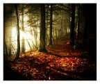 sunrise in the wood sunrise in the wood