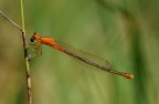 damigella damigella