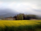 Primavera di rape Primavera di rape
