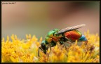 un esplosione di colori un esplosione di colori