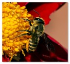 Piatto ricco.....mi ci ficco!