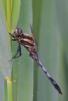 Orthetrum albistylum maschio.... Orthetrum albistylum maschio....