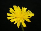 un fiore giallo.