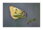 yellowish butterfly yellowish butterfly