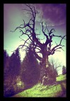 tree of death tree of death