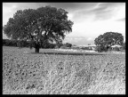 Campagna antica.... Campagna antica....