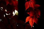 Rosso nel buio Rosso nel buio