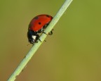Coccinella