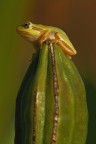 il tronista il tronista