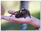 Tarantola Tarantola