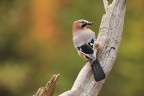 Ghiandaia (Garrulus glandarius) Ghiandaia (Garrulus glandarius)