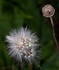 Il pelato..... Il pelato.....