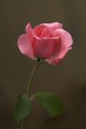 Una semplice rosa Una semplice rosa