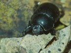 Scarabeo Scarabeo