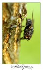 mosca2 mosca2