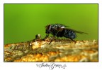 mosca2 mosca2