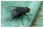 mosca 3 mosca 3