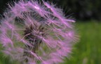 fiore fiore