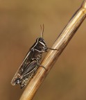 cavalletta cavalletta