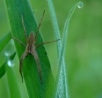 Spider Spider