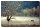 Fogs Fogs