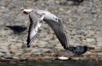 in volo in volo
