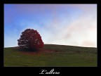 l'albero l'albero