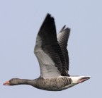 Anitra Selvatica in volo