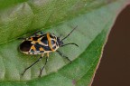 Cimice colorata Cimice colorata