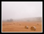 ...IN THE FOG... ...IN THE FOG...