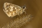Pyrgus malvoides Pyrgus malvoides