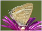 Farfalla su fiore Farfalla su fiore