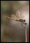 libellula libellula