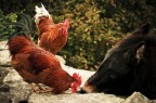 Donkey Chicken Donkey Chicken