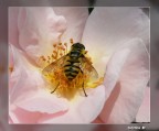 In mezzo alla peonia In mezzo alla peonia