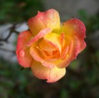 rosa...bagnata rosa...bagnata