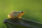 hyla in controluce hyla in controluce