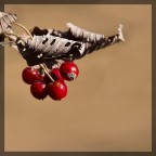 Autumn Autumn