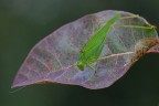 Phaneroptera