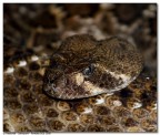 Vipera Vipera