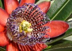 che fiore è? che fiore è?