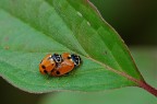 Giovani coccinelle