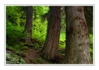Nel Bosco... Nel Bosco...