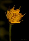 fiore fiore